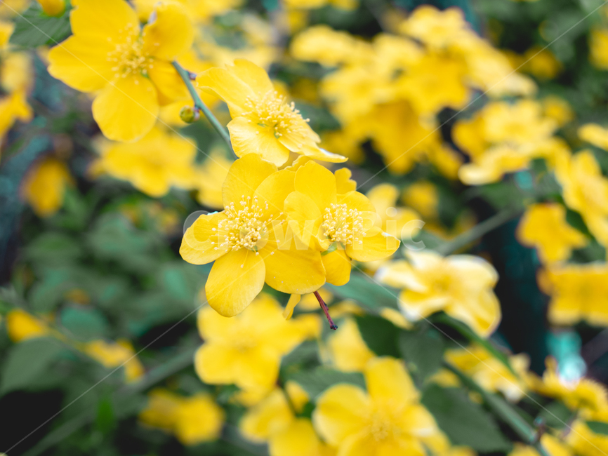 노랑,봄,꽃,풀,초록,꽃밭,식물,자연,plants,nature,꽃,flower