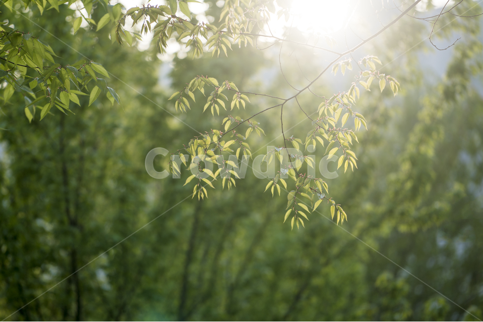 자연,풍경,봄,꽃,감성,햇살,봄,계절,spring,season,식물,자연,plants,nature,휴식,힐링,rest,relaxation,healing,tree,나무,plant
