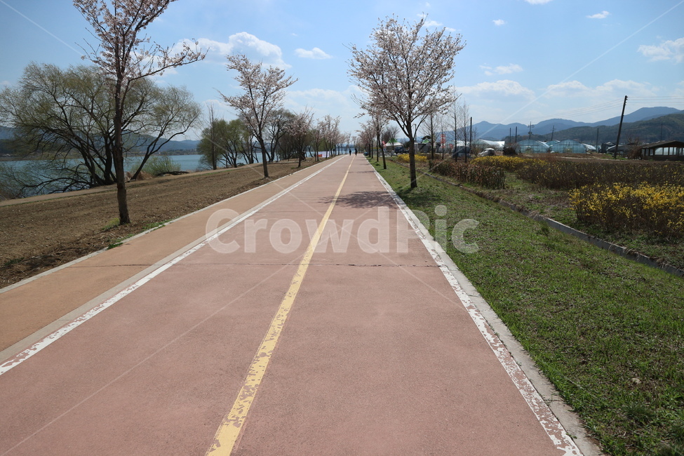 도로,벗꽃,운동,하늘,한적한,백그라운드,배경,달리기,조깅,야외,봄,계절,spring,season,자연,풍경,nature,landscape,한국자연풍경,한국자연경관,korea nature landscape,시골,마을,country,rural,town,road,asphalt,아스팔트,freeway,고속 도로,highway,고속도로