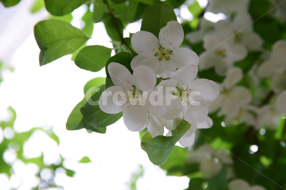 sky,green,nature,sky background,tree,flower,petal,white,plants,plant