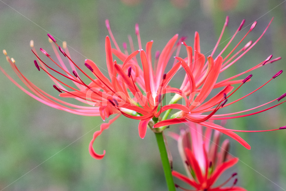 상상화,이별,만남,꽃,자연,nature,식물,식물,자연,plants,nature,꽃,flower