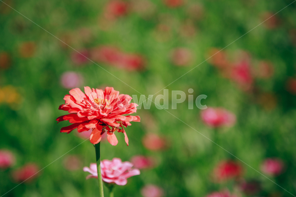 자연,식물,꽃,백일홍,초록,flower,식물,자연,plants,nature,꽃,flower