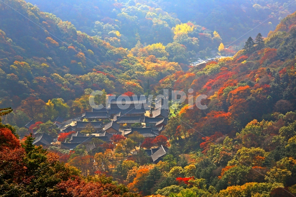 architecture,건축물,building,건물,shrine,신사,outdoors,옥외,scenery,풍경,nature,자연,landscape,경치,나무,plant,식물,leaf,잎,tree,maple,단풍,장성,백양사,백양사가을,가을,계절,추색,만추,백양사전경,가을,계절,fall,autumn,season