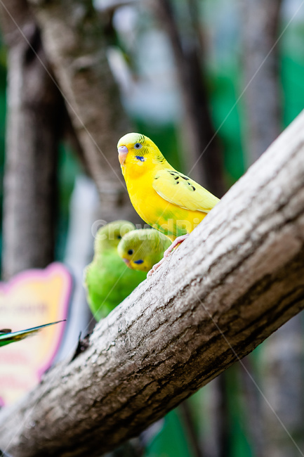 앵무새,동물원,새,생명,동물,날개,동물,animal,조류,새,birds
