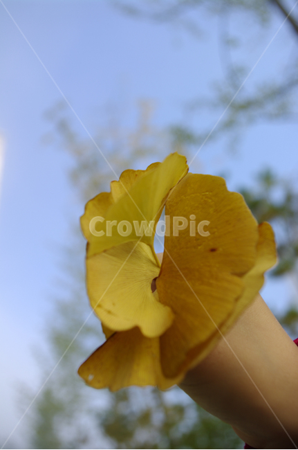 가을,은행잎,손,잎,식물,plant,가을,계절,fall,autumn,season
