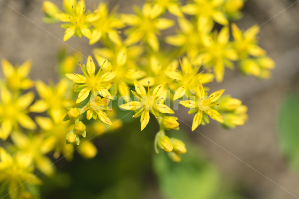 꽃,봄꽃,야생화,노랑,식물,봄,자연,근접,식물,자연,plants,nature,꽃,flower
