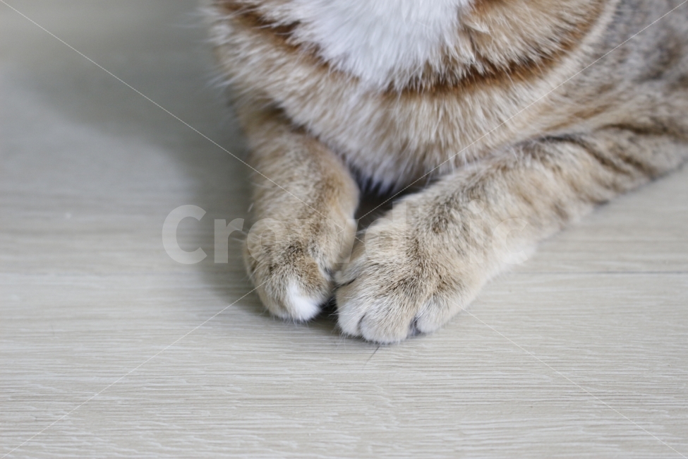 고양이,반려동물,유기묘,길냥이,애완동물,cat,pet,kitten,아기고양이,코숏,코리안숏헤어,동물,animal,동물,animal,고양이,cat,kitten,kitty,포유류,mammal