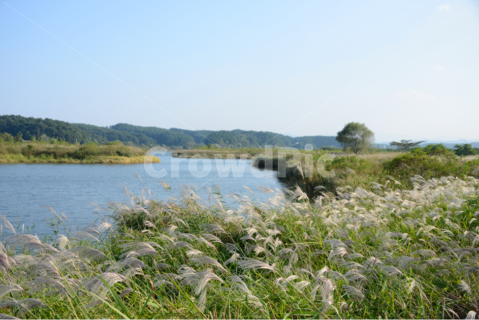 억새,flamegrass,가을,하늘,맑은날,sunny,bluesky,호수,lake,가을,계절,fall,autumn,season,자연,풍경,nature,landscape,grass,잔디,plant,식물,lawn,reed,갈대