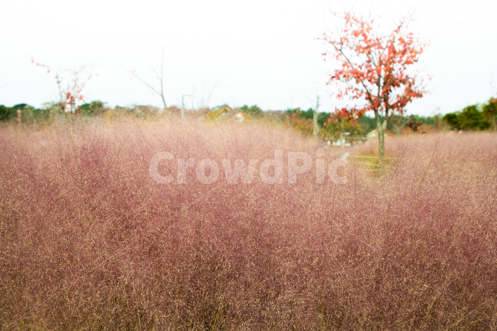 수풀,자연,경치,배경,풍경,핑크,가을,봄,야외,경관,agriculture,autumn,background,beautiful,beauty,bright,bush,closeup,color,field,flora,fresh,garden,grass,green,landscape,light,meadow,natural,nature,outdoor,plant,season,spring,sun,tree,yellow,필드