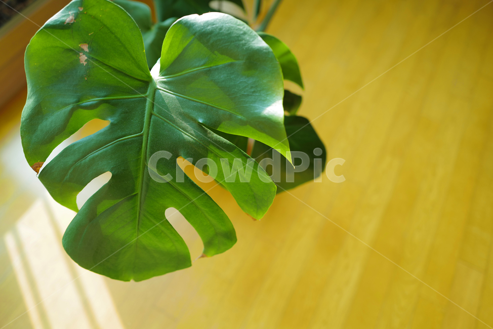 식물,몬스테라,빛,leaf,잎,plant,몬스테라잎