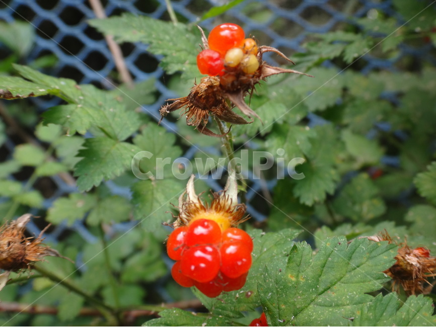 자연,풍경,풀잎,빨강,열매,식물,자연,plants,nature,과일,열매,fruit
