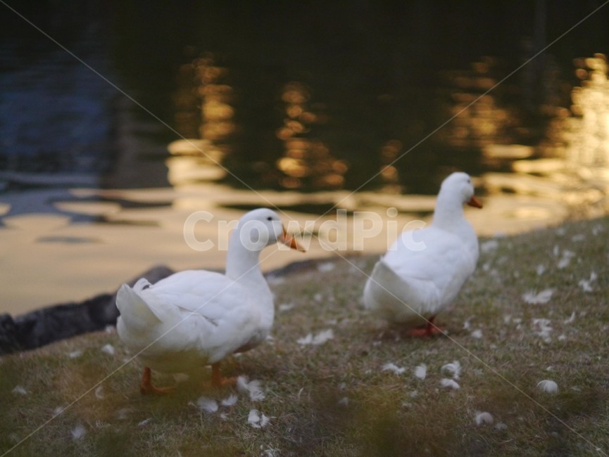 animal,동물,bird,새,호수,자연,오리,조류,새,birds