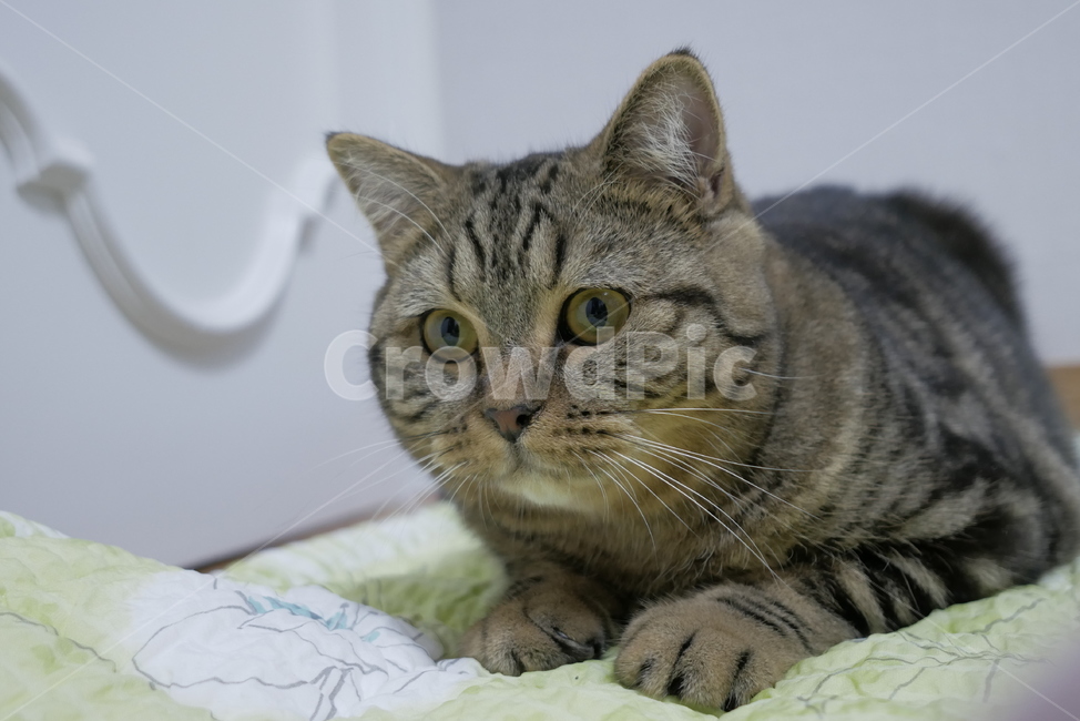 고양이,동물,얼굴,표정,개냥이,귀여운,동물,animal,포유류,mammal,고양이,cat,kitten,kitty