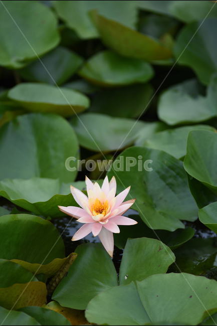 꽃,연꽃,식물,여름,연잎,식물,자연,plants,nature,꽃,flower
