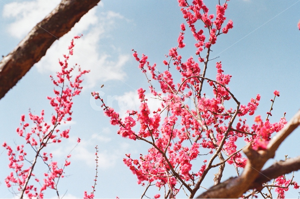 필름사진,홍매화,매화꽃,매화,flower,filmphotography,flowers,봄,계절,spring,season,식물,자연,plants,nature,꽃,flower,감성,sensible,feeling,색깔,색상,색채,색감,color sense,color sensitivity,feeling of color,plant,blossom,cherry blossom,벚꽃