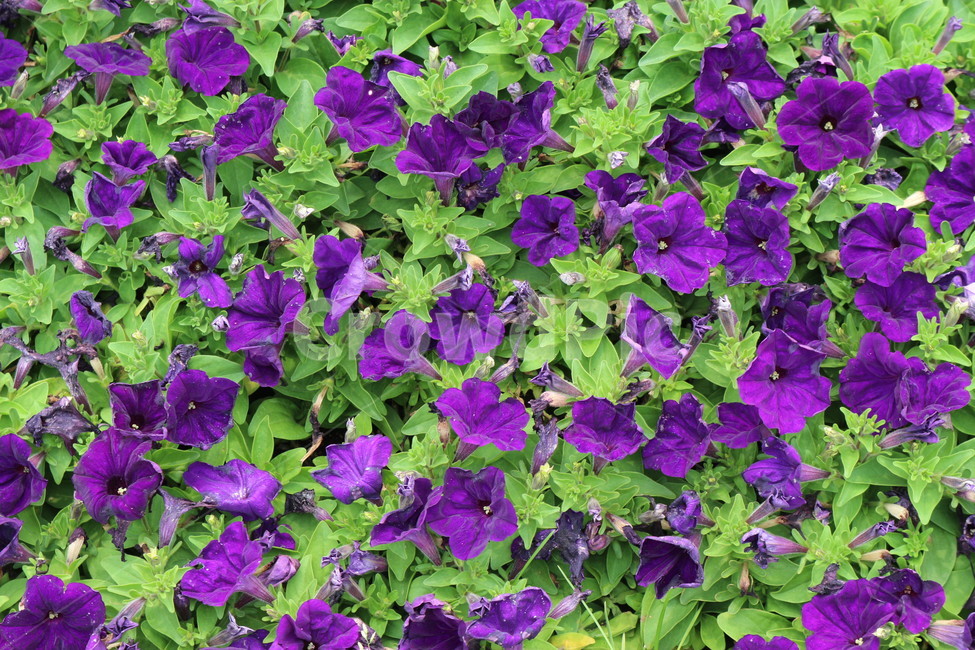 보라색,꽃,제비꽃,봄,여름,식물,자연,plants,nature,꽃,flower