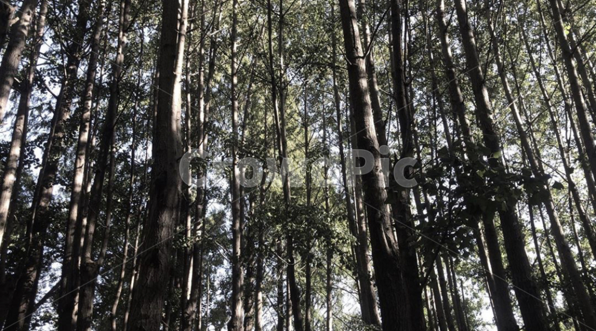 tree,나무,plant,식물,초목,서울숲,숲