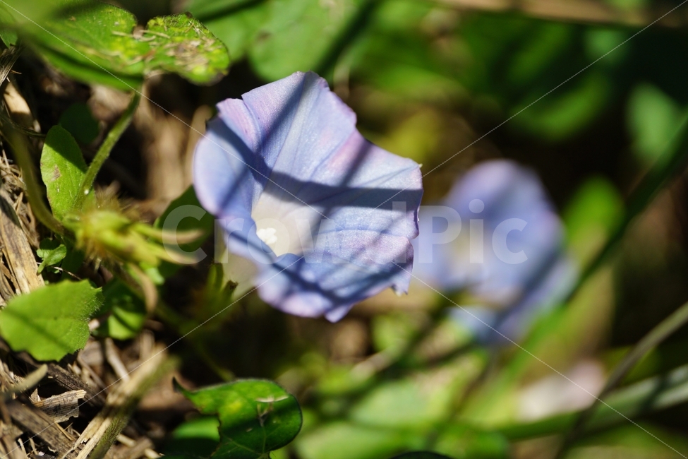 꽃,꽃사진,플라워,식물,이파리,flower,flowers,plants,plant,snap,snapshot,스냅,스냅사진,스넵,스넵사진,감성,감성사진,자연,풍경,nature,landscape,가을,가을꽃,계절,season,fall,autumn,나팔꽃,10월,October,꽃밭,가든,정원,flowerbed,flowergarden,식물,자연,plants,nature,꽃,flower