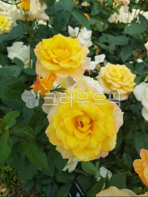 클레오파트라장미,장미,rose,꽃,노란꽃
