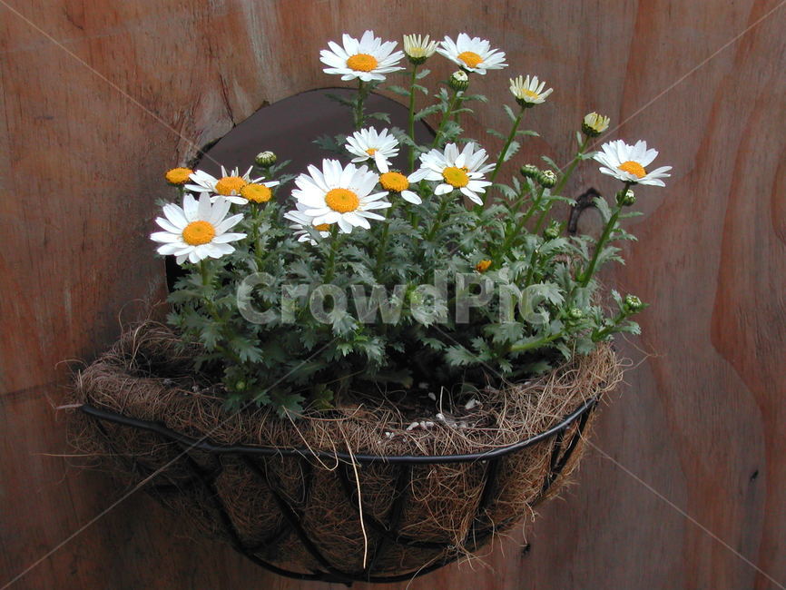 꽃,화분,이쁜꽃,벽걸이화분,벽걸이꽃화분,실내용화초,화분,화초,house plant