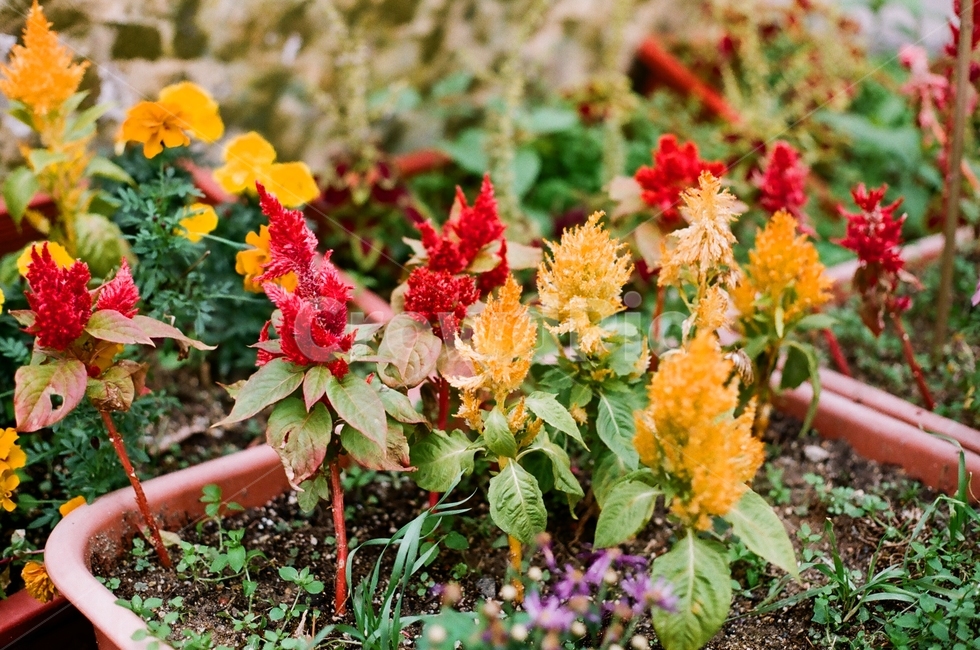 꽃,식물,들꽃,plant,야생화,식물,자연,plants,nature,꽃,flower