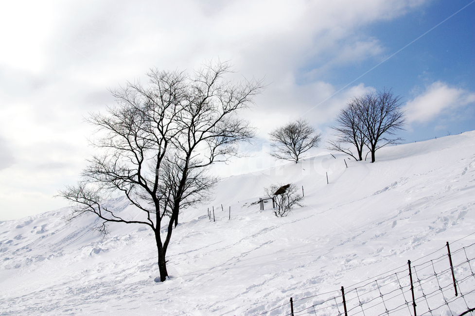 겨울풍경,자연,나무,설원,구름,겨울,계절,winter,season