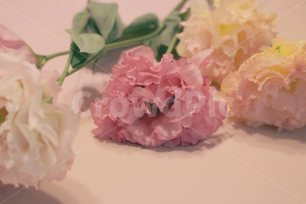 꽃,리시안셔스,하트,사랑,고백,마음,식물,자연,plants,nature,꽃,flower,감성,sensible,feeling