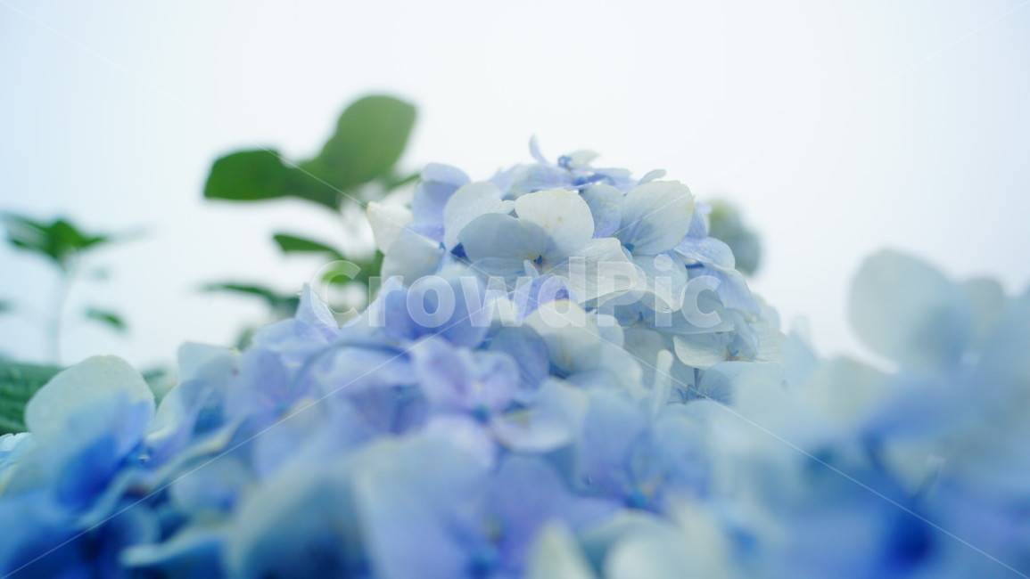 수국,파란나비,여름,안개비,휴양지,식물,자연,plants,nature,꽃,flower