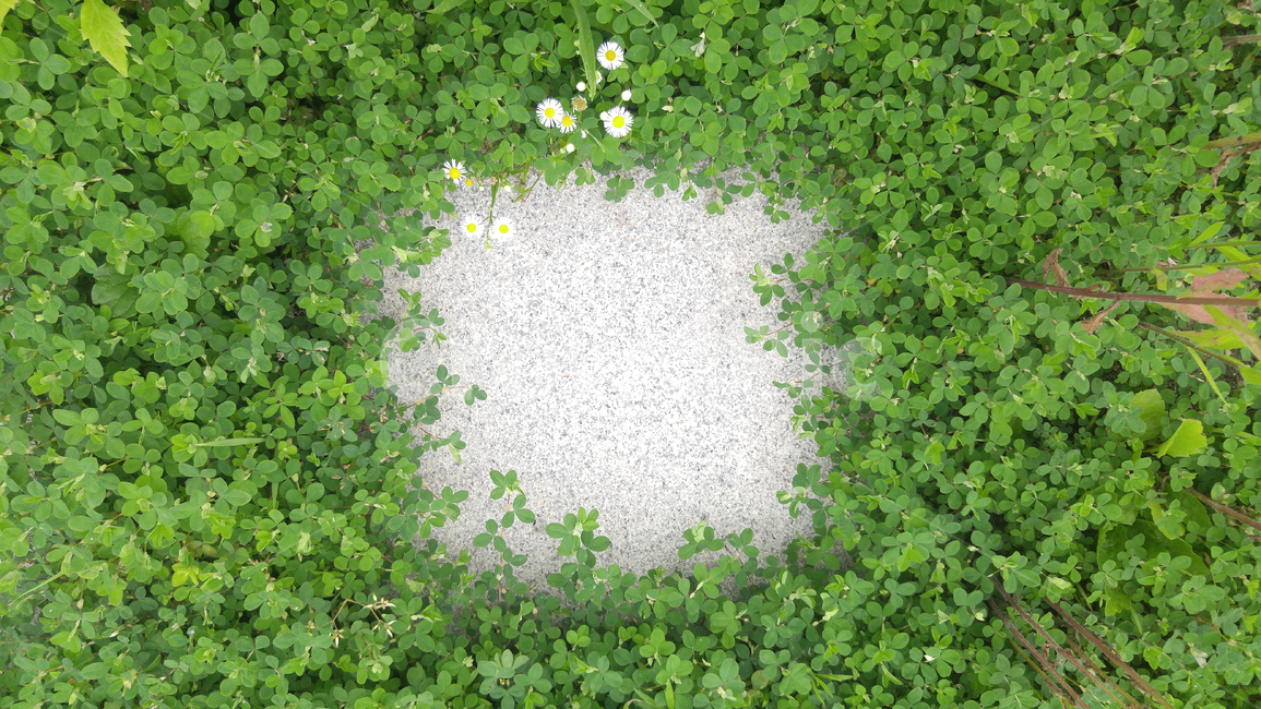 식물,야생화,꽃,들풀,패턴,pattern,flowers,background,배경,백그라운드,바탕,그린,그리너리,green,초록색,녹색,프레임,frame,plant,식물,자연,plants,nature,꽃,flower
