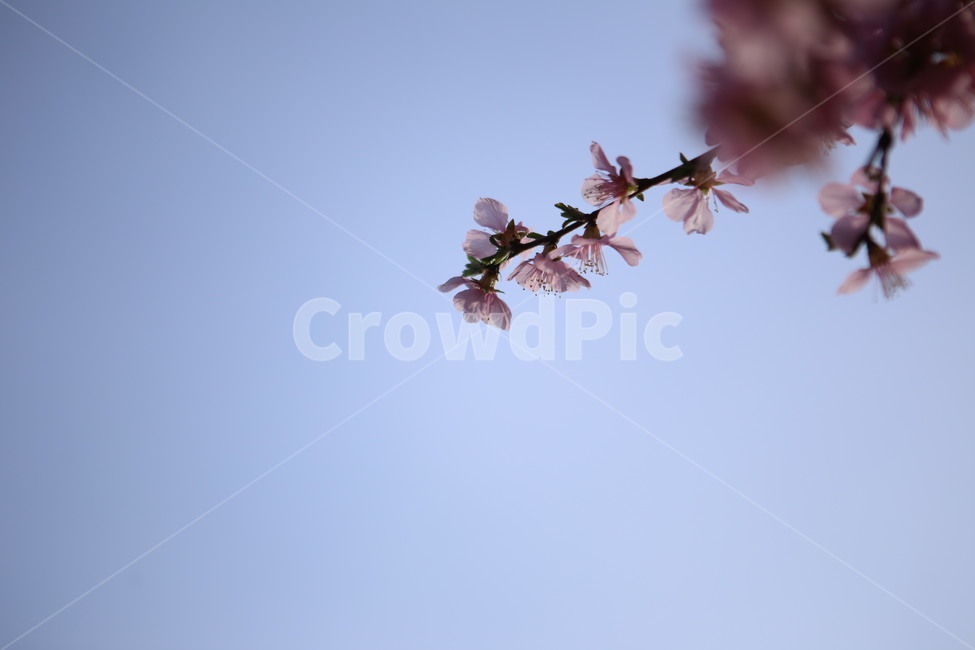 꽃,분홍꽃,봄,spring,앵두꽃,하늘,푸른하늘,식물,blossom,flower,봄,계절,spring,season