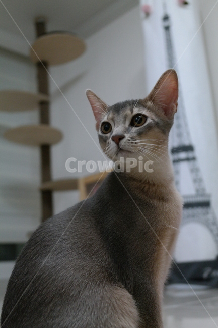 고양이,아비시니안,동물,냥이,반려동물,집고양이,아기,집사,시선,동물,animal,포유류,mammal,고양이,cat,kitten,kitty