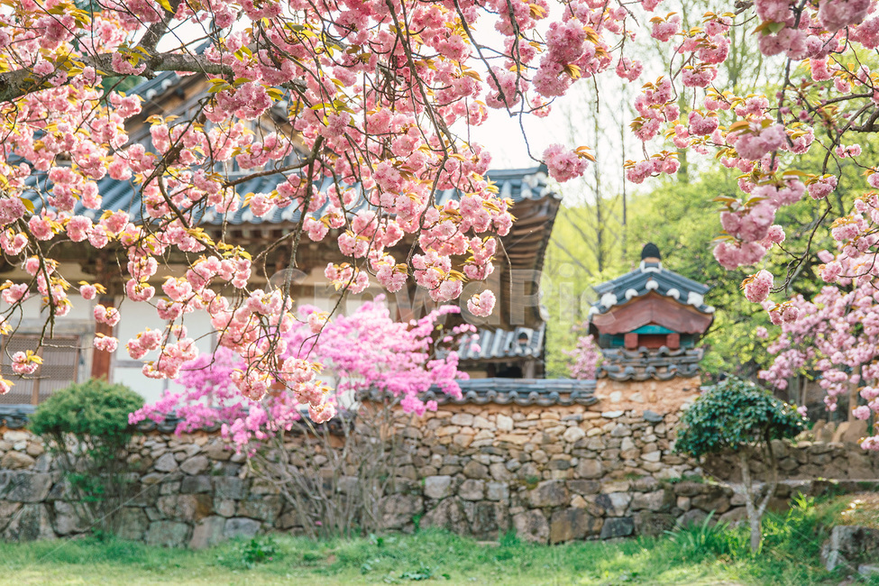 왕벚꽃,겹벚꽃,벚꽃,봄,선암사,봄,계절,spring,season,한국전통,한국문화,korean traditional,korean culture,식물,자연,plants,nature,꽃,flower,건축물,건물외관,exterior,building,structure,architecture,construction,plant