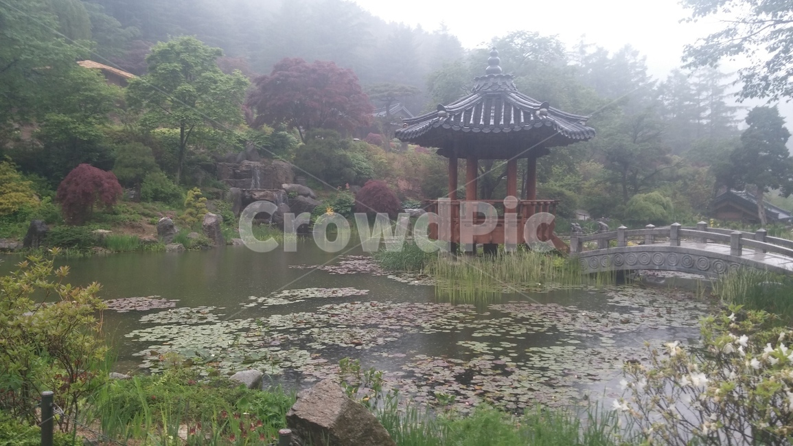 수목원,아침고요수목원,경치,풍경,나무,꽃,비,숲