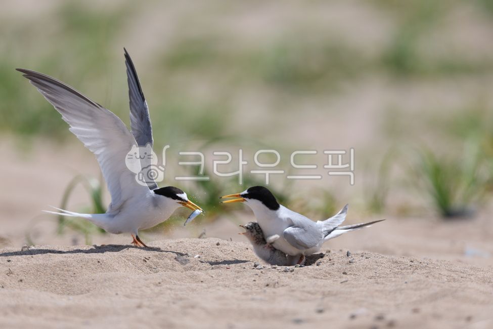 animal,갈메기,bird,새,쇠죄비갈메기