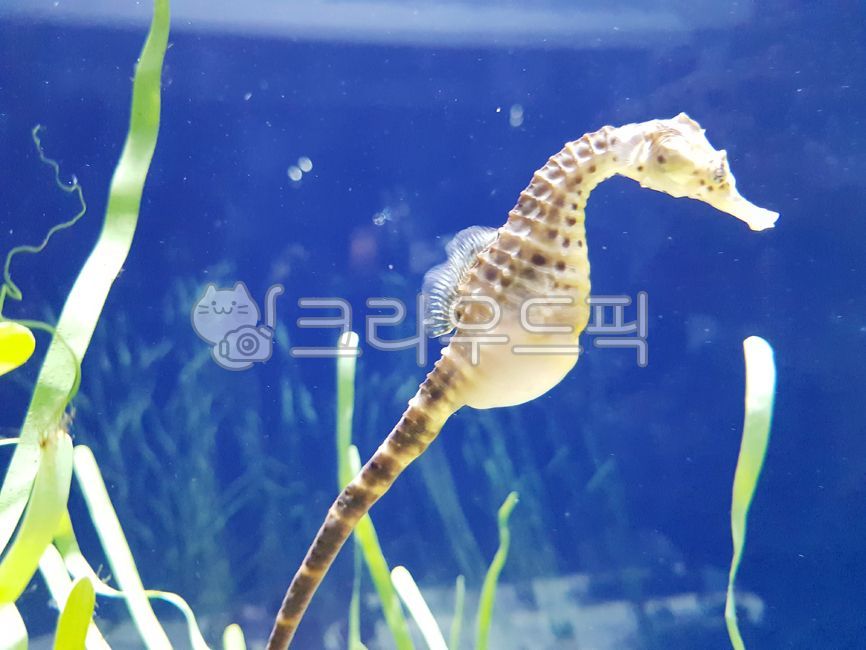 수족관,해마,파랑,물속,물고기,해양생물