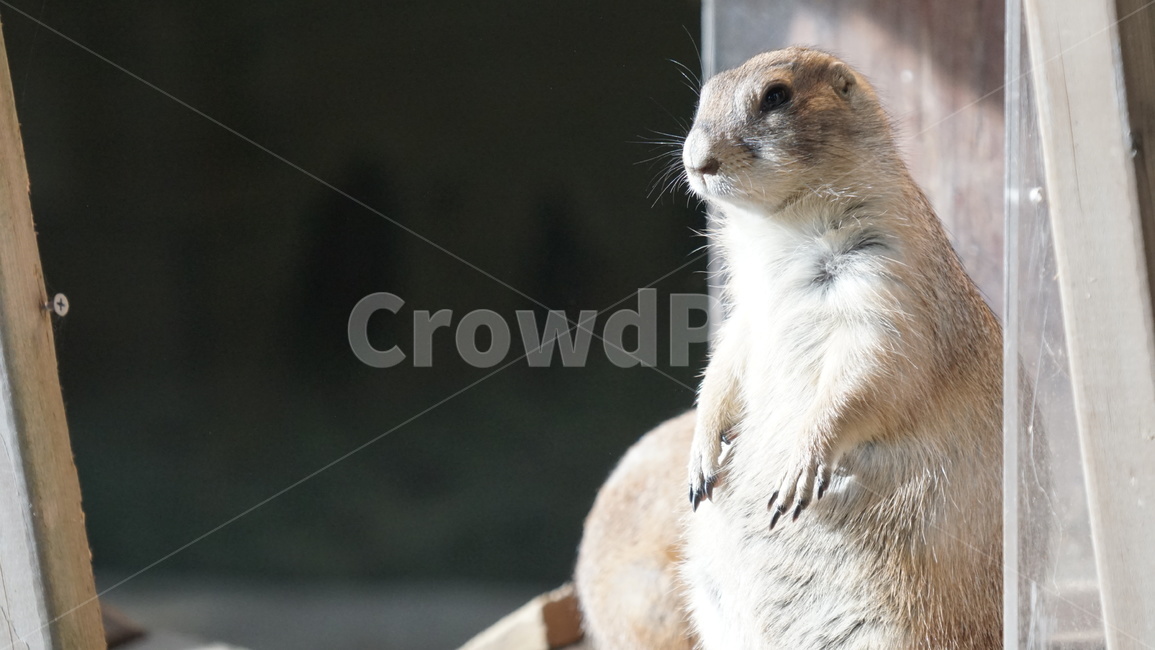 wood,나무,plywood,합판,프레리독,검은꼬리프레리독,동물원,프레리,동물,animal,포유류,mammal