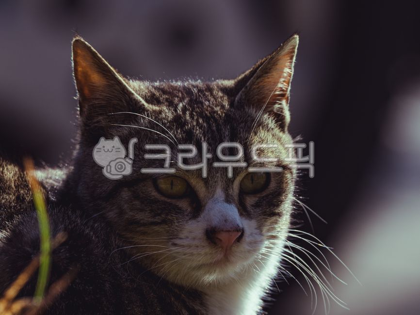 cat,animal,mammal,cat,stray cat