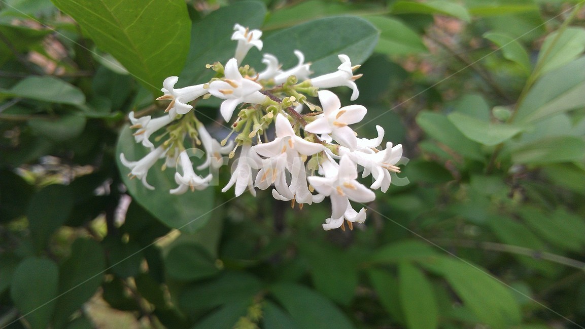 plant,식물,blossom,꽃,flower,식물,자연,plants,nature,꽃,flower