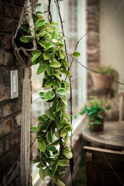 plant,식물,인테리어,줄기,인테리어소품,창가,인테리어,실내디자인,interior design