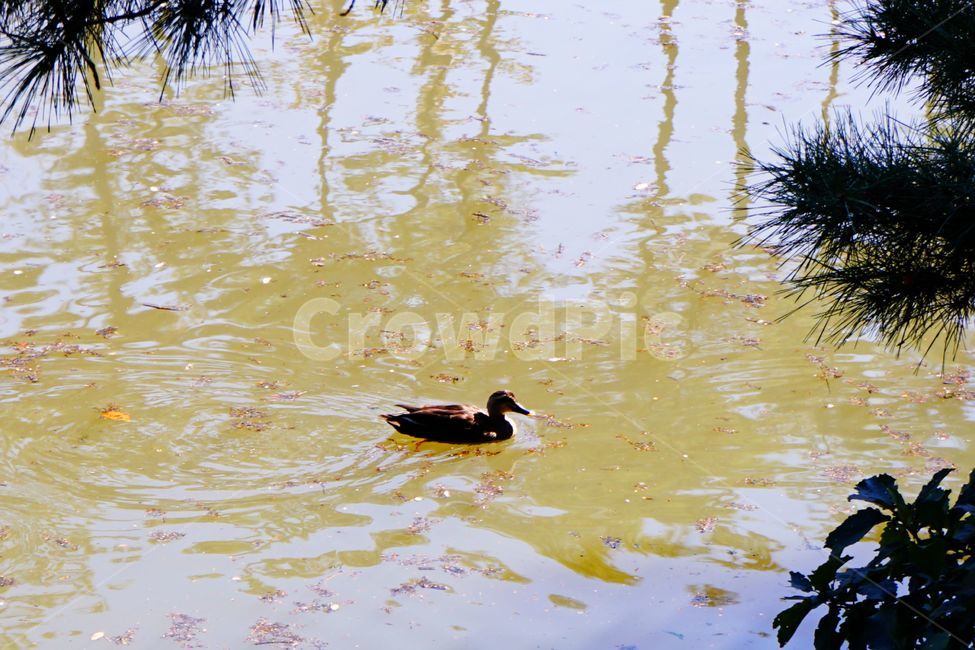오리,호수,강,동물,물,duck,lake,동물,animal,조류,새,birds