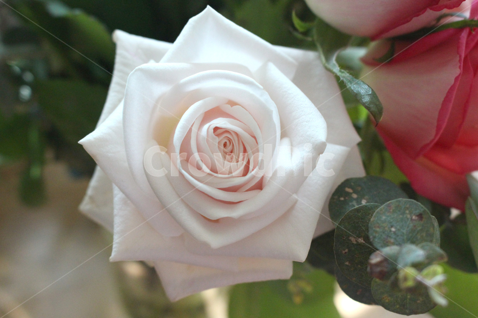rose,장미,flower,plant,blossom,꽃,장미꽃,장미한송이,꽃잎,roseday,로즈데이,식물,흰장미,하얀장미,꽃,flower