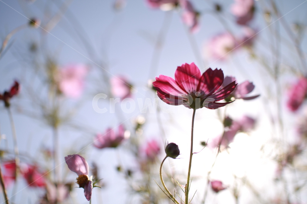 꽃,가을,코스모스,자연,식물,folwer,nature,가을,계절,fall,autumn,season,식물,자연,plants,nature,꽃,flower,blossom,petal,꽃잎,plant