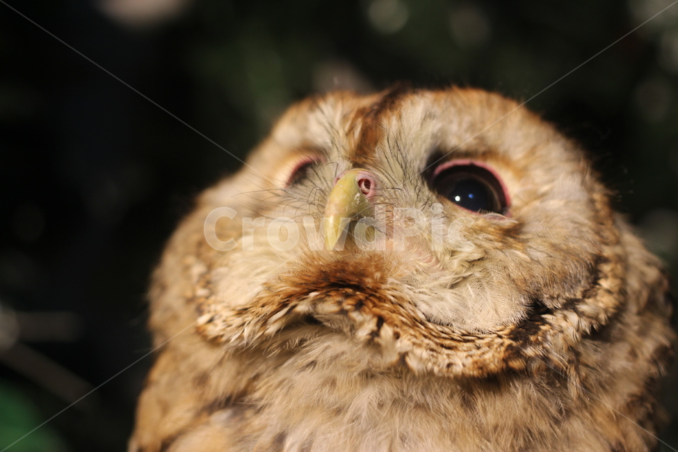 후쿠로우,일본,올빼미,올빼미카페,ふくろう,동물,animal,조류,새,birds