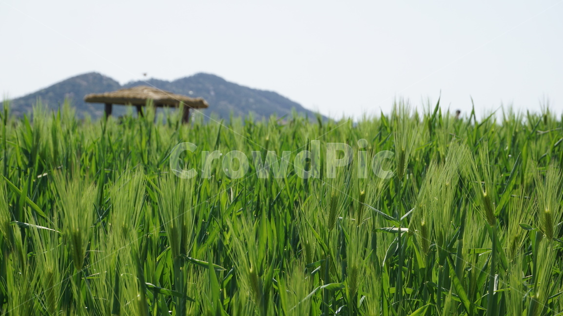 청보리,청보리반,오두막,초록,고창,고창청보리밭,greenbarley,green,gochang,gochanggreenbarleyfestival