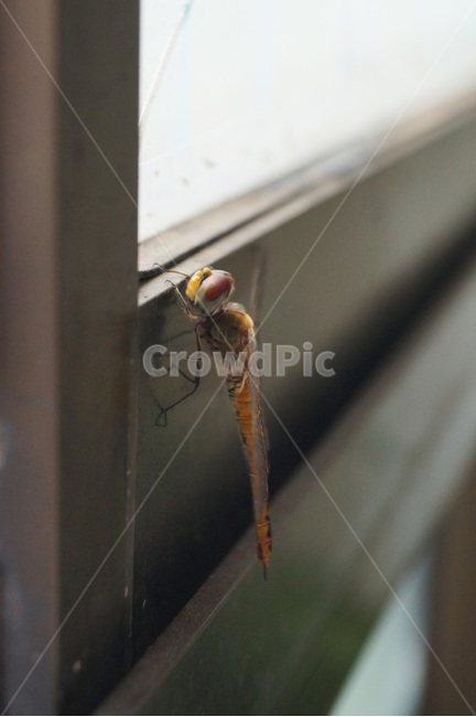 잠자리,곤충,dragonflies,자연,야생,날개,벌레,동물,animal,곤충,벌레,insect,bug