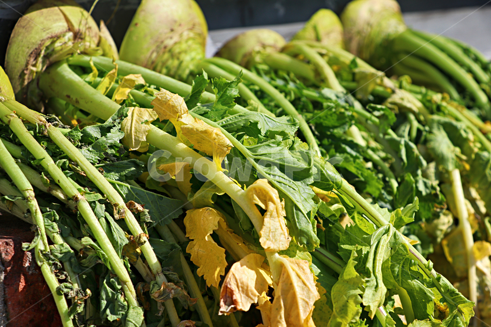 무청,무시래기,plant,식재료,식물,food,음식,produce
