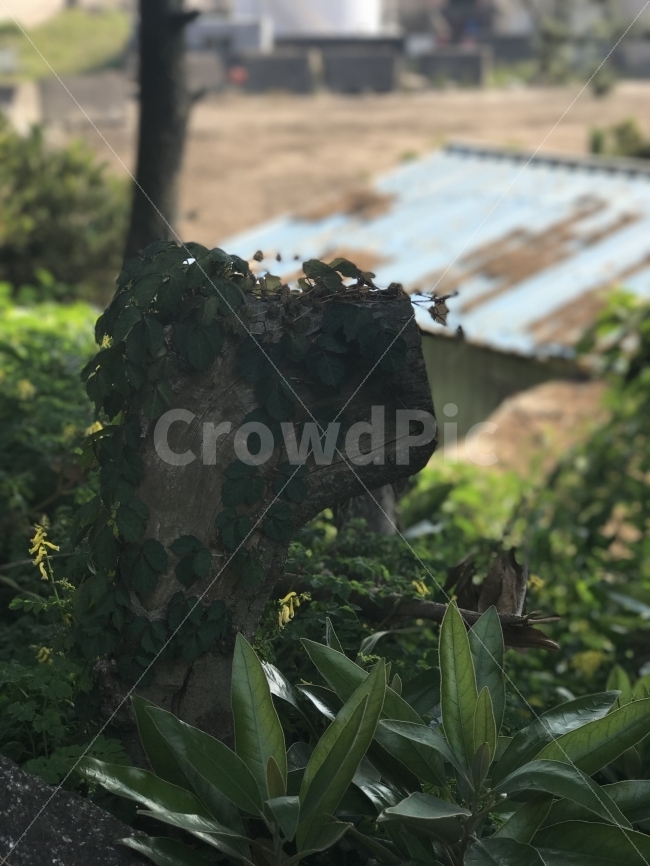 제주도,자연,무보정,나무,덩굴,식물,자연,plants,nature