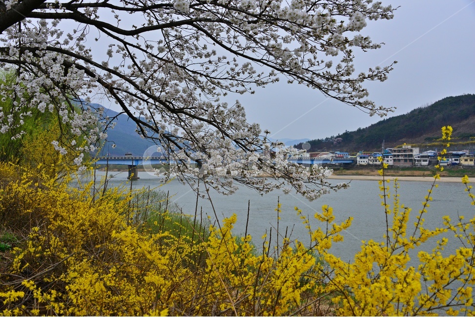 nature,자연,scenery,풍경,outdoors,옥외,landscape,경치,road,도로,plant,식물,tree,나무,treetrunk,나무줄기,벚꽃길,벚꽃,개나리,만개