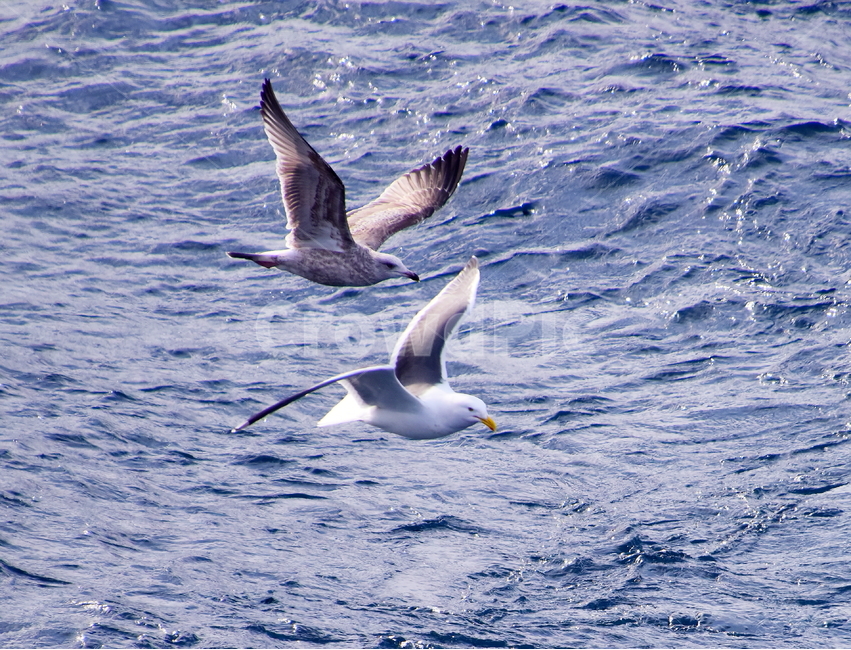 갈매기,비상,호수,겨울,새,seagull,bird,lake,winter,동물,animal,조류,새,birds