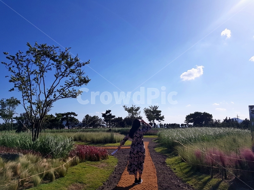 outdoors,옥외,제주도,카멜리아힐,식물,자연,nature